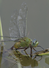 Comet Darner